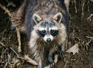 pexels-chris-f-38966-31955728 pexels-chris-f-38966-31955728